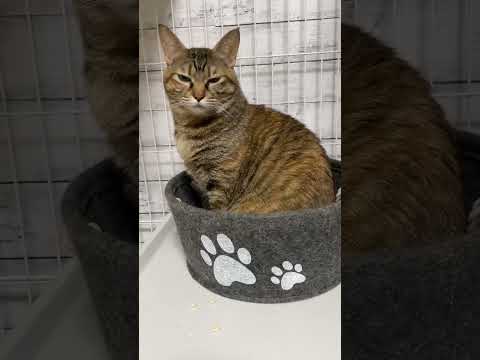 飼い主が家から出ると猫がここから動かなくなりました…泣　#shorts(YouTube)
