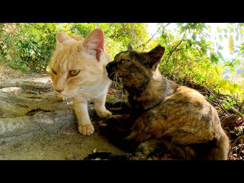 山道に隠れていた猫達が兄妹そろって元気な姿を見せてくれた(YouTube)