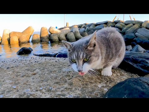 猫島の猫達は海辺で狩りをして逞しい(YouTube)