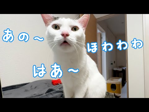チロさんがすごい喋りかけてきます…(YouTube)