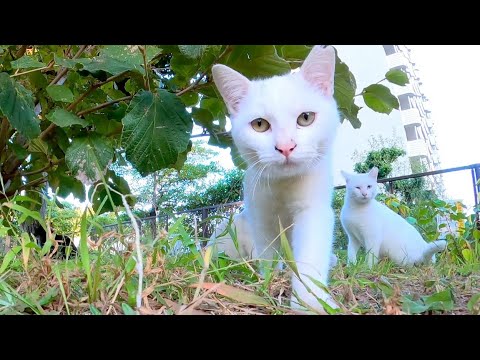 恐る恐る近づいてくる白猫ちゃんがカワイイ(YouTube)