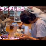 子猫とランチしたらどうなったか　Lunch with kittens(YouTube)