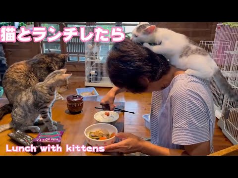 子猫とランチしたらどうなったか　Lunch with kittens(YouTube)