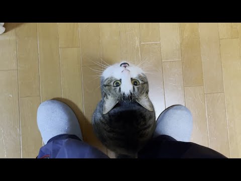 素直に抱っこしないお父さんにお仕置きする猫(YouTube)