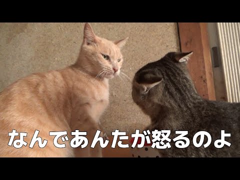 初対面なのに子猫が先輩風を吹かせてしまいました(YouTube)