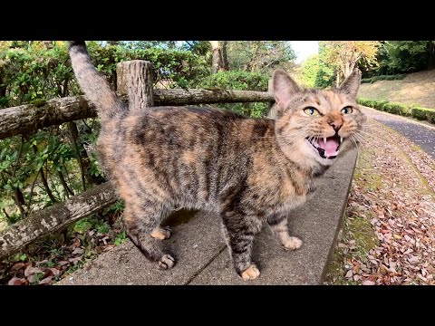 サビ猫がメチャクチャ可愛い声で「遊ぼうよ！」と誘ってきた(YouTube)