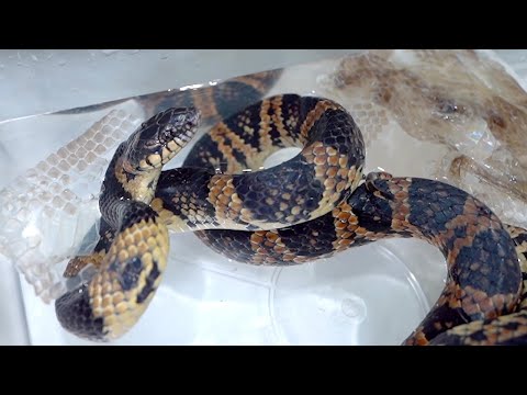超凶暴蛇の脱皮を手伝います(YouTube)