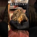 「ぴ」に過剰反応する猫　#shorts(YouTube)
