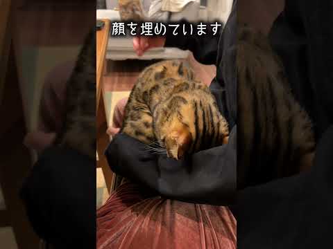「ぴ」に過剰反応する猫　#shorts(YouTube)