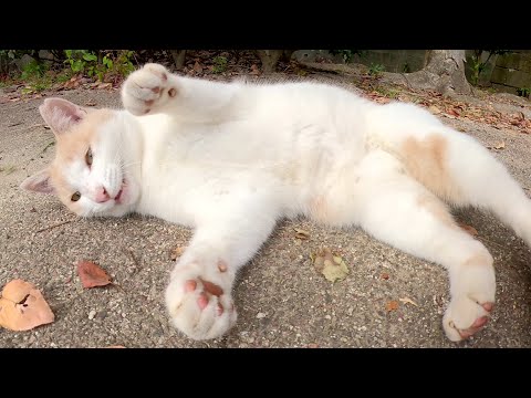 ミルクティー猫をモフったら噛み噛みキックで歓迎してくれた(YouTube)