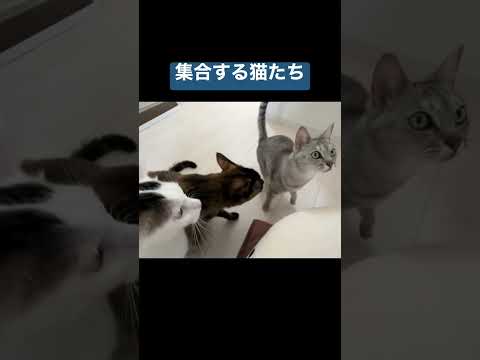 ママが元気になってきたら集合する猫たち #shorts(YouTube)