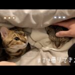 火災報知器の音が怖くて固まってしまった猫たち(YouTube)