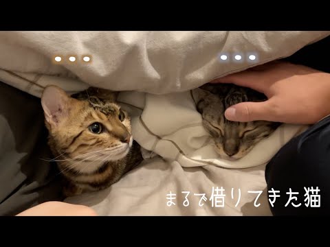 火災報知器の音が怖くて固まってしまった猫たち(YouTube)