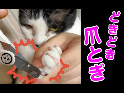 【猫動画】どきどき！爪とぎ！〜にゃんともパレード〜#猫動画#猫#235(YouTube)