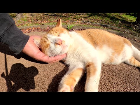 茶シロ猫がゴロンゴロンと転がってモフりをおねだりする(YouTube)