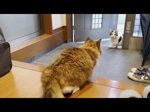 秀吉の一日に密着してみました(YouTube)