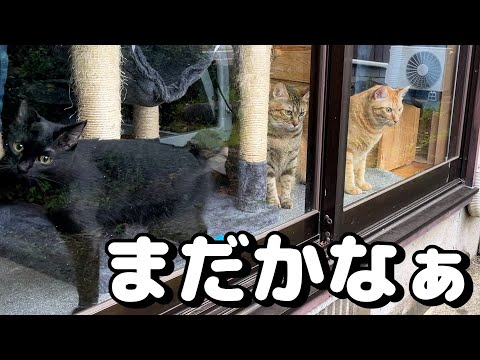 柴犬が家からいなくなると猫たちが窓から離れなくなりました(YouTube)