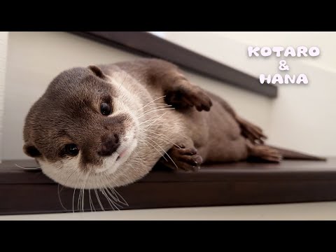 カワウソのために新しいベッドを作ってあげた　Making New Beds for My Otters(YouTube)