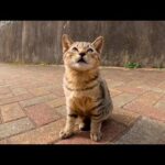 猫島の路地裏で出会った子猫がかわい過ぎる(YouTube)