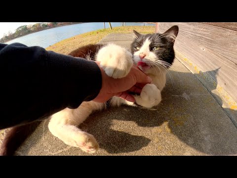 小屋の裏側でパンダみたいな猫がお出迎えしてくれた(YouTube)