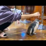 赤ちゃんペンギンがご飯を食べなくなってしまいました(YouTube)