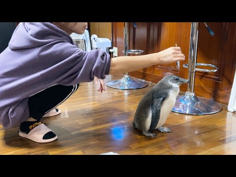 赤ちゃんペンギンがご飯を食べなくなってしまいました(YouTube)