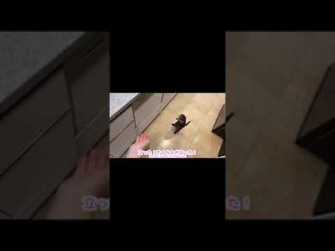 ささみが茹で上がるのを我慢できず全身で訴えるカワウソ otter demanding chicken breast #shorts(YouTube)