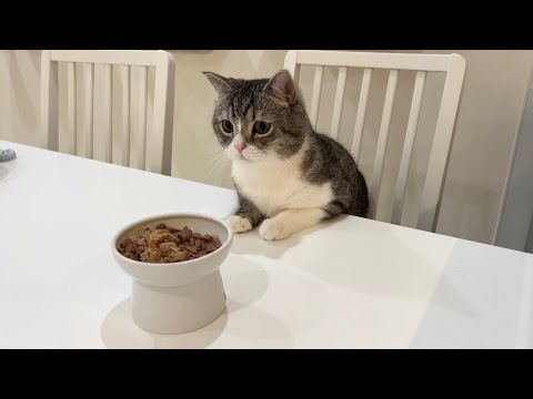 「待て」と言ったまま部屋から出て行ってみたら猫の反応がかわいすぎたw(YouTube)