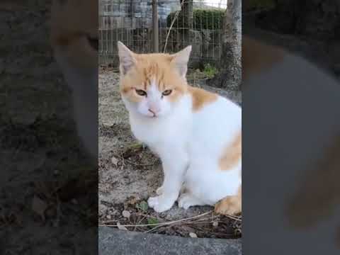 【cat】可愛い声で鳴く猫（子猫の頃のもみじ君）(YouTube)
