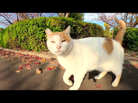 茶シロ猫ちゃんが「ついてきて！」と言って休憩所へ案内してくれた(YouTube)