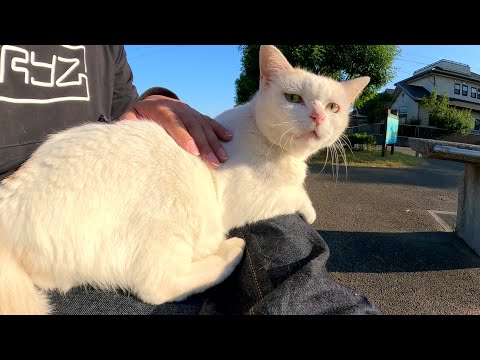 ムスッとした顔の猫をひざにのせたら少しだけ優しい表情になった(YouTube)