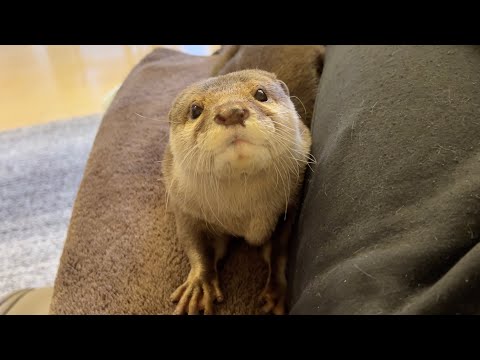 のほほんとしてる空気をとんでもない方法でぶっ壊してくれるカワウソ otter destroys the relaxed atmosphere in an extraordinary way.(YouTube)