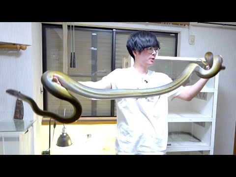 3mの巨大蛇を散歩させてたらやらかしました(YouTube)