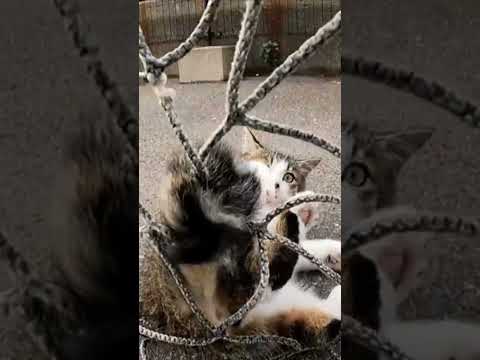 【cat】網に尻尾が引っかかった猫(YouTube)