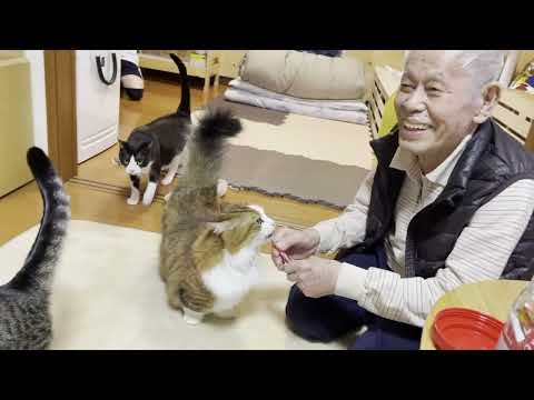 初心者のおじいちゃんが猫におやつをあげてみました(YouTube)