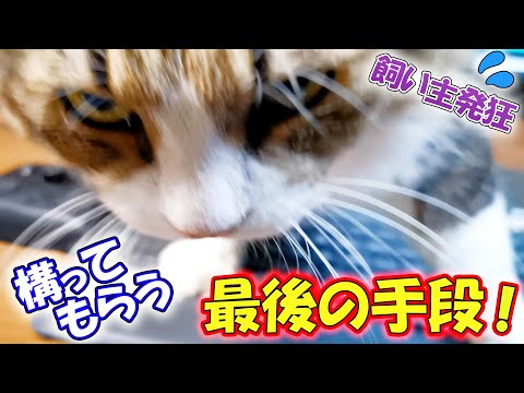 構ってほしい猫をぞんざいにあしらったら、とんでもない事をしでかした！(YouTube)