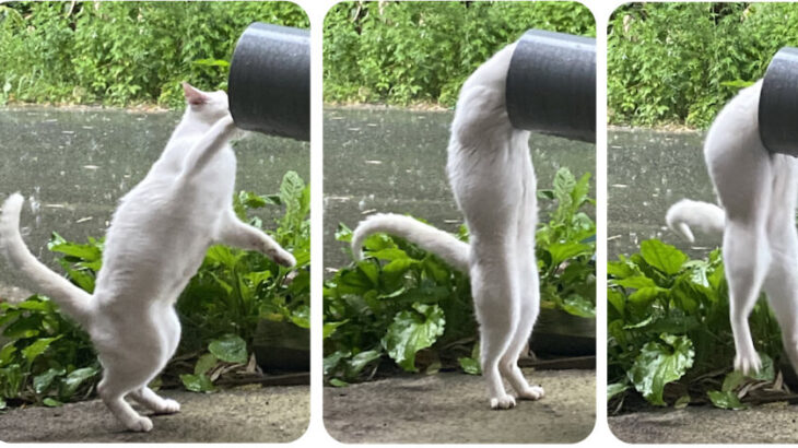 猫の液体化ブームが再来か？今月2冊めの同タイトル写真集『ねこは液体』が青月社から登場、柔らかすぎて金魚鉢にもすっぽり(ブログ)