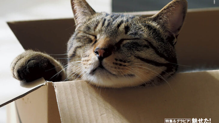 週刊朝日が6年連続で「ネコ特集号」を刊行！表紙は岩合さんの愛猫タマちゃん＆映画スター猫のグラビアもたっぷり収録(ブログ)