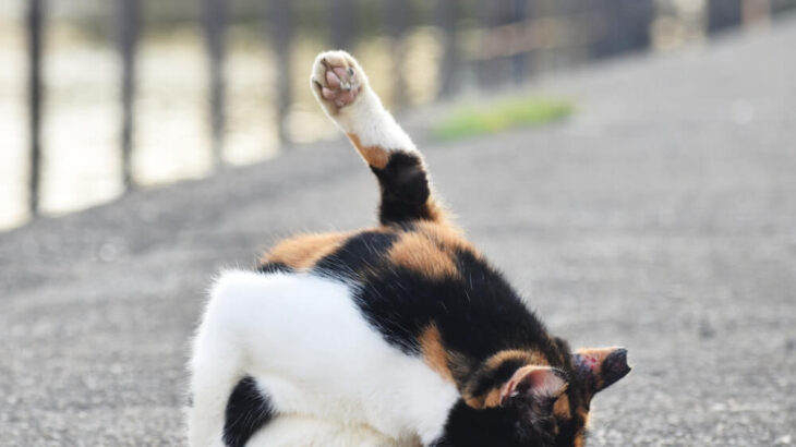 ネコの体は何故こんなにも柔らかいのか？液状化する猫をタイプ別に分類した写真集『ねこは液体』(ブログ)
