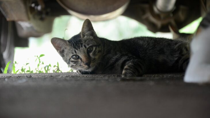 猫が車に入り込みやすいのは冬…よりも梅雨の時期！JAFがエンジンルームに入り込んだ猫の救援件数を発表(ブログ)