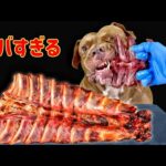異常の顎の力で骨を粉砕するピットブルの咀嚼音【閲覧注意ASMR】(YouTube)