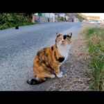 漁港の街で出会った三毛猫、ナデナデすると喜んで付いてきた(YouTube)