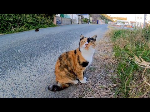 漁港の街で出会った三毛猫、ナデナデすると喜んで付いてきた(YouTube)
