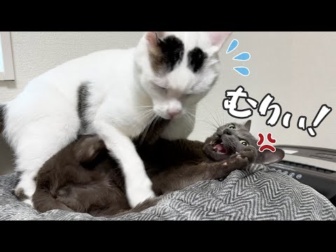 いまだに大好きなハムちゃんに甘えようとしてキレられるチロさん(YouTube)
