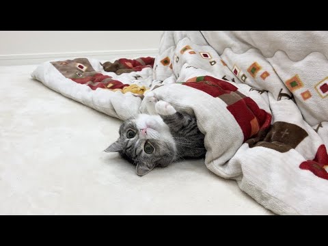 押し入れからこたつを出したら寒がりな猫が秒でこうなりましたwww(YouTube)