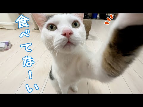 パパにご飯をもらった日はママを騙そうとする猫チロさん(YouTube)