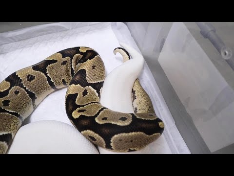 真っ白なボールパイソンがいっぱい産まれる予感・・・(YouTube)