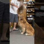 犬の触り方　#shorts(YouTube)