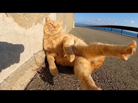 太った茶トラ猫をモフっていたら、猫をサボっておっさん座りになった(YouTube)