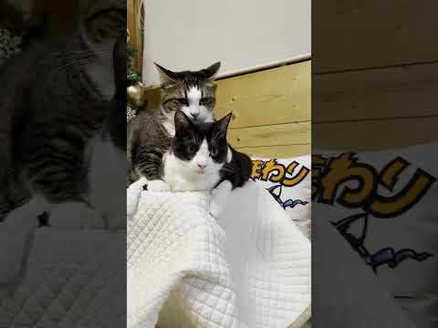 猫の腹黒い一面を見てしまった(YouTube)